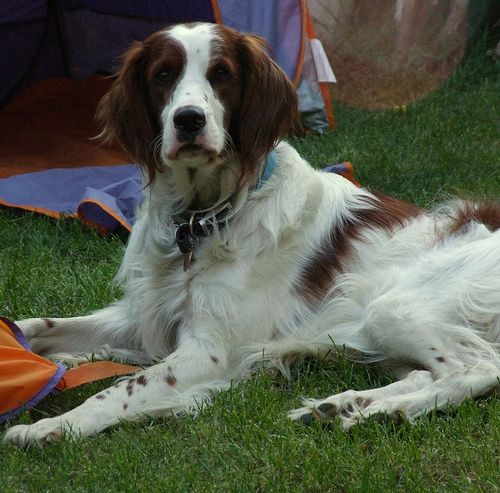 Irish Red and White Setter