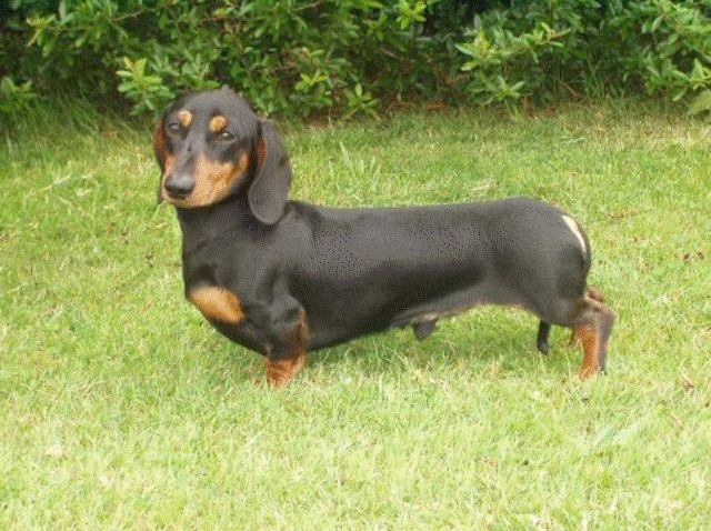 Dachshund