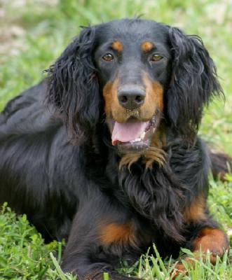 Gordon Setter