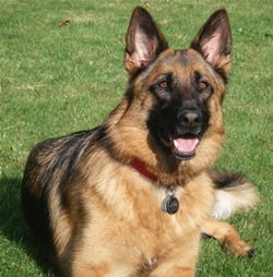 German Shepherd