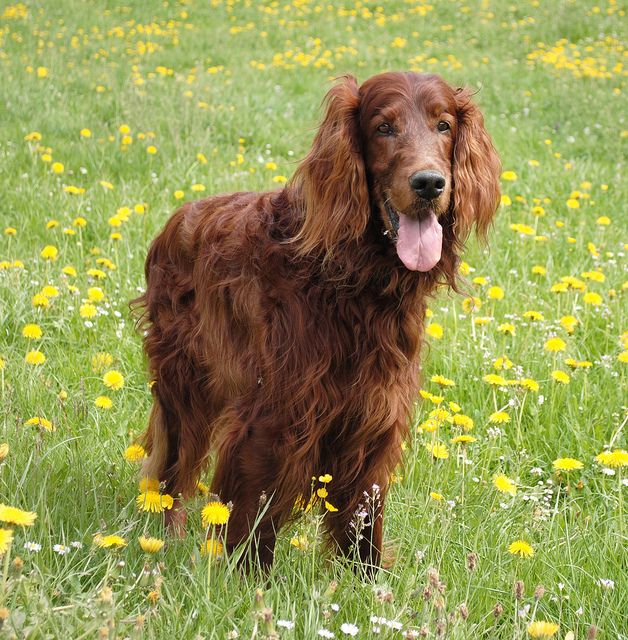Irish Setter