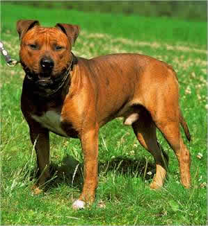 American Staffordshire Terrier
