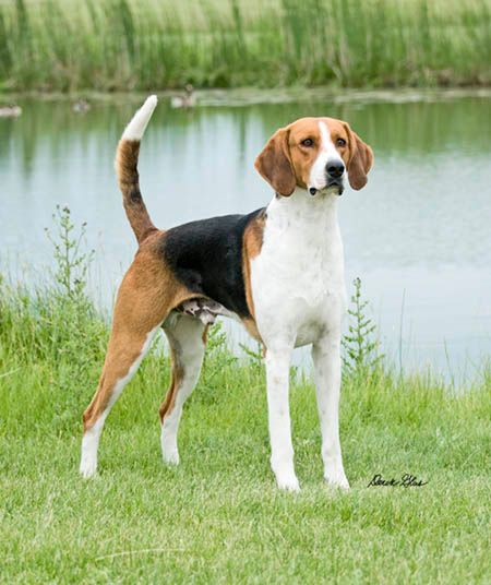 American Foxhound