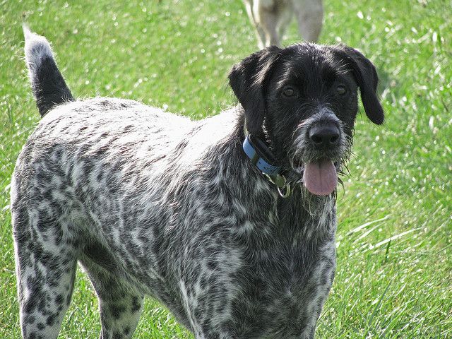 German Wirehaired Pointer