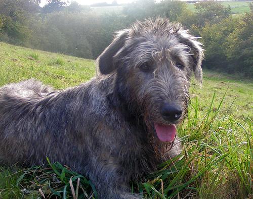 Irish Wolfhound