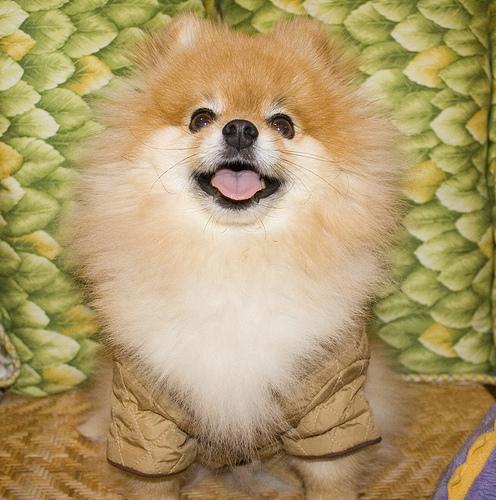 Pomeranian