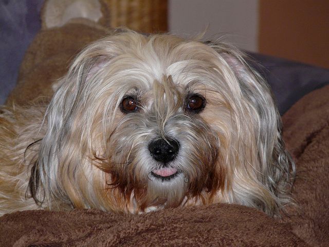 Havanese