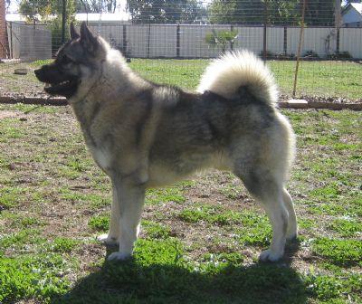 Norwegian Elkhound