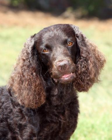 American Water Spaniel