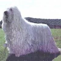 Komondor