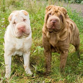 Chinese Shar-Pei