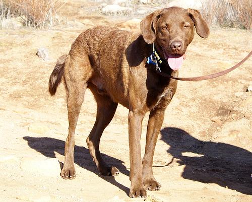 Chesapeake Bay Retriever