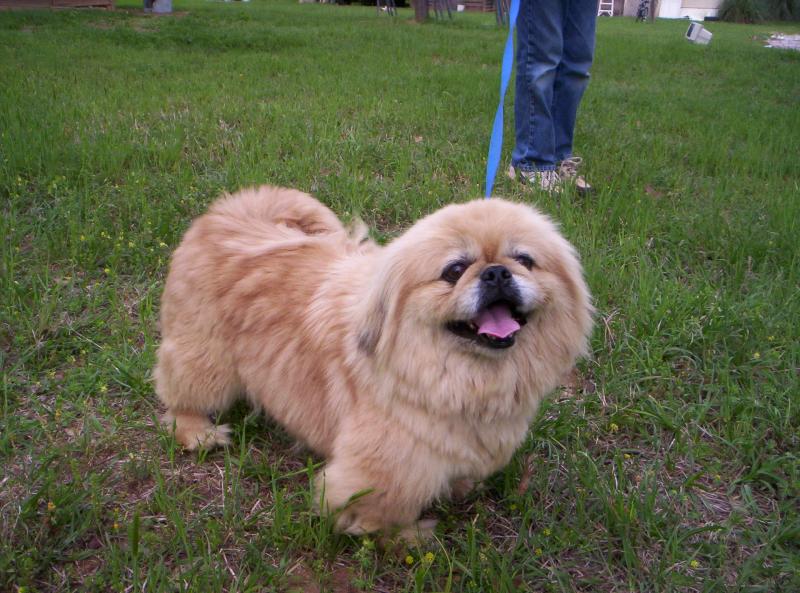 Pekingese