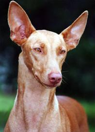 Pharaoh Hound