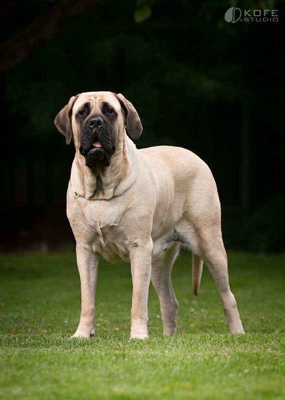 Mastiff