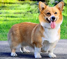 Pembroke Welsh Corgi