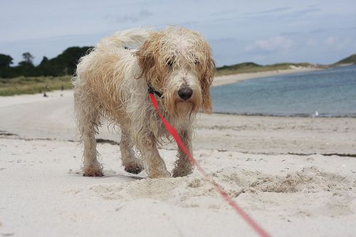 Petit Basset Griffon Vendéen