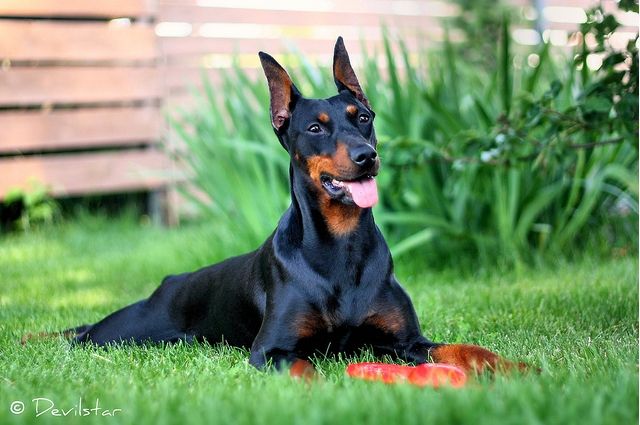 German Pinscher