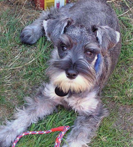 Miniature Schnauzer