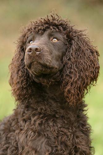 Irish Water Spaniel