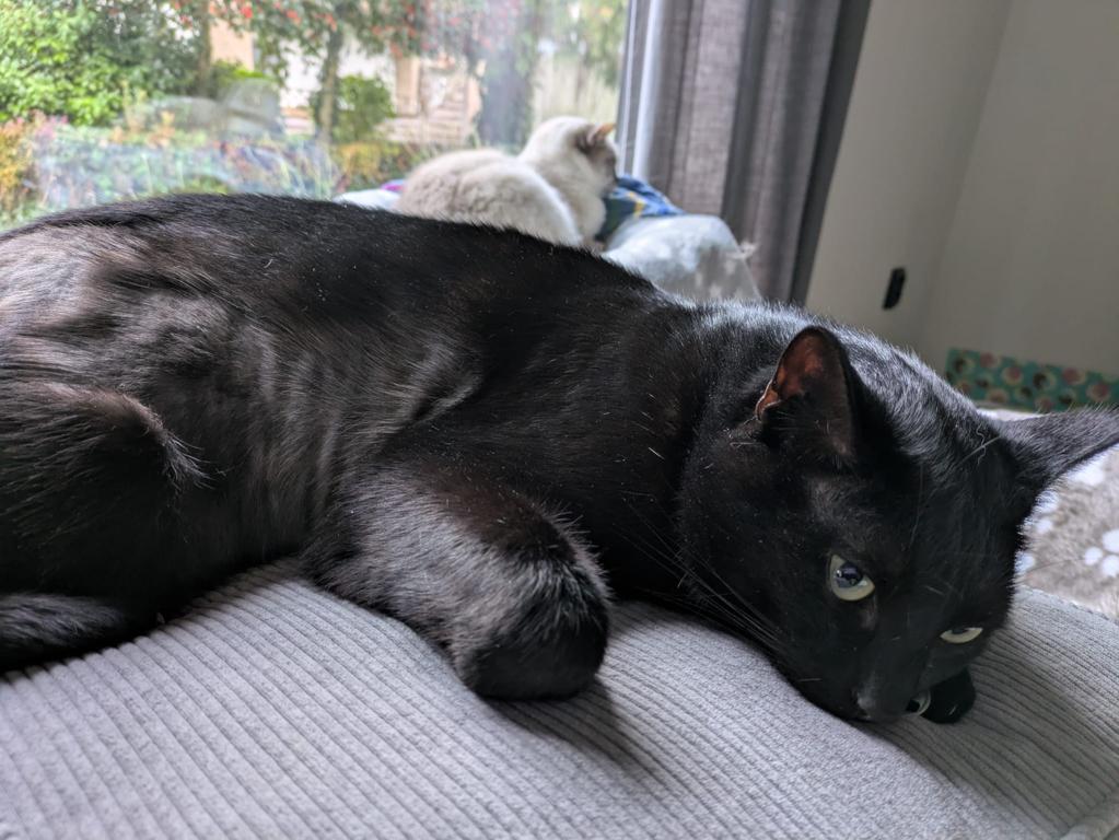 kat