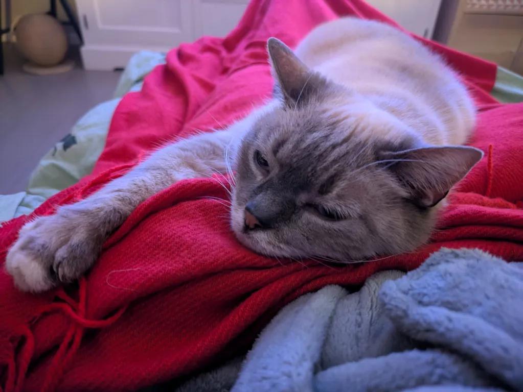 kat