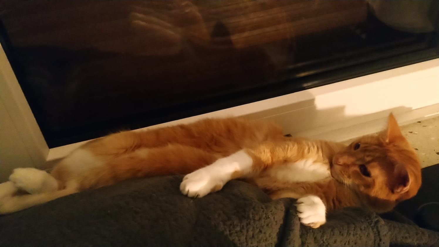 kat