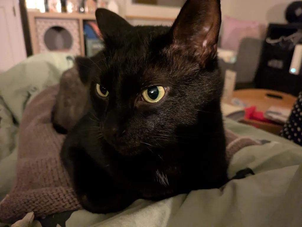 kat