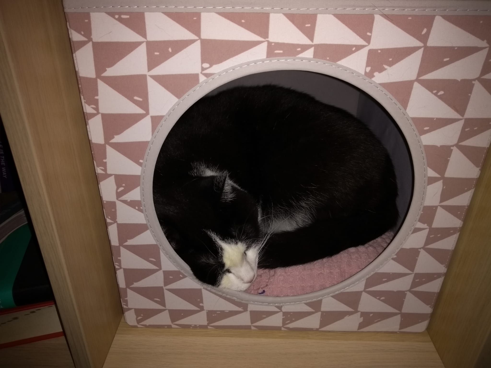 kat