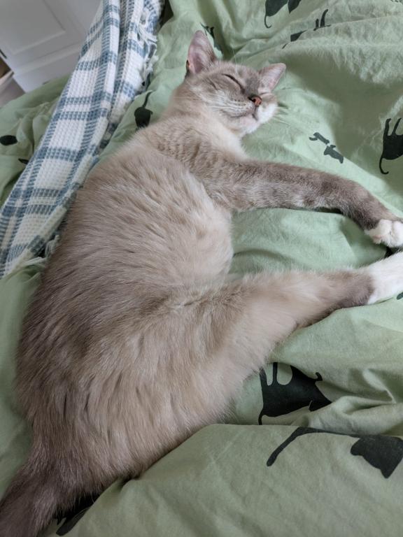 kat