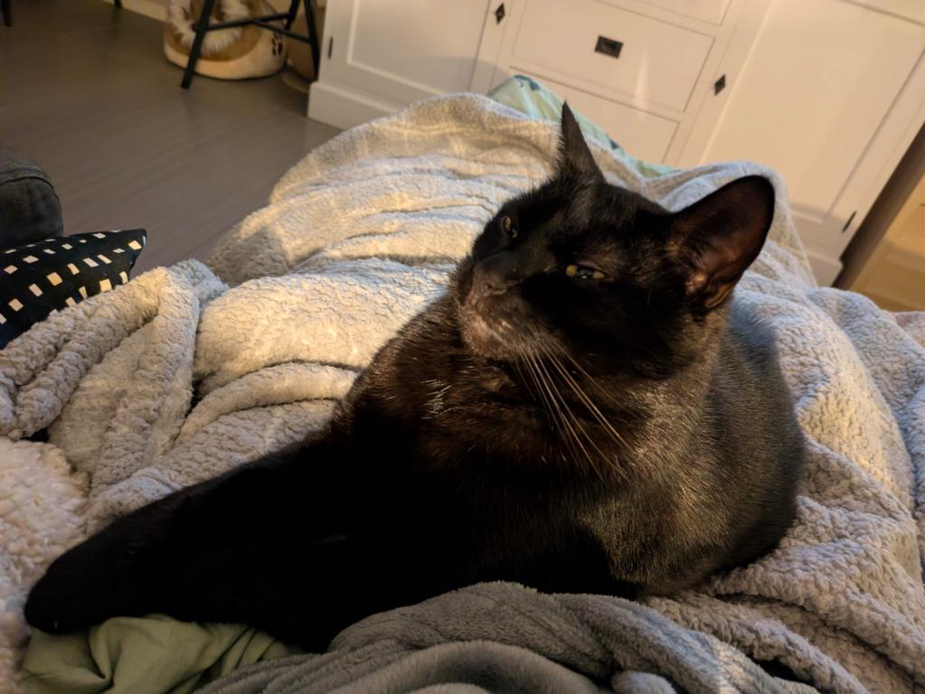 kat