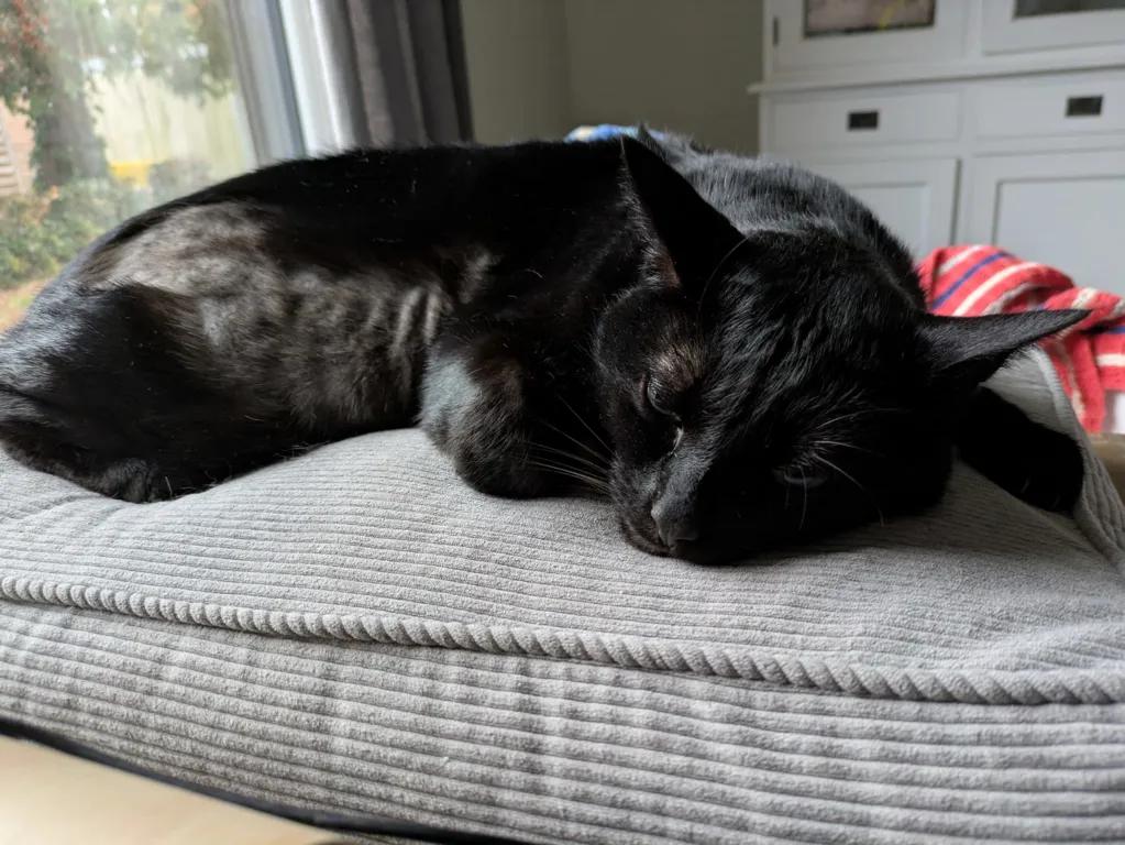 kat