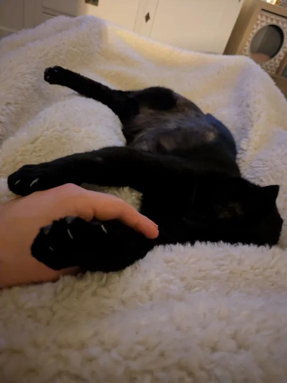 kat