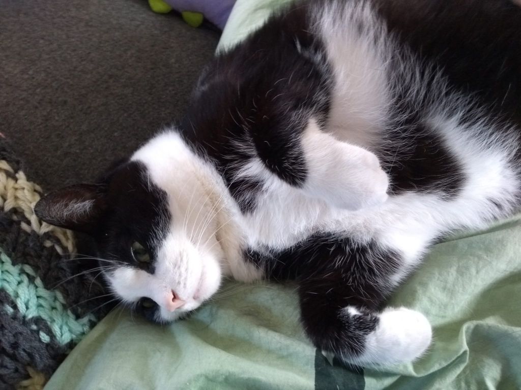 kat