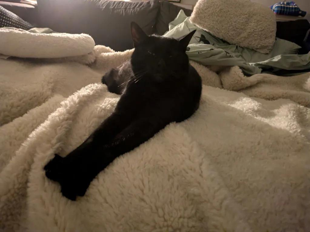 kat