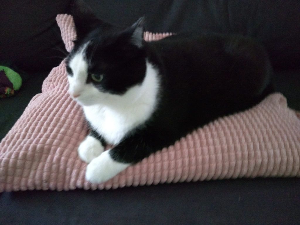 kat