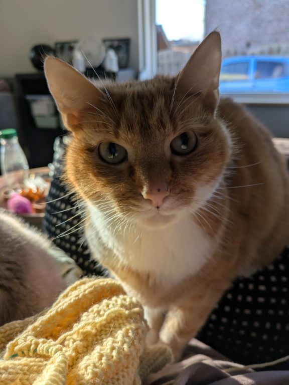 kat
