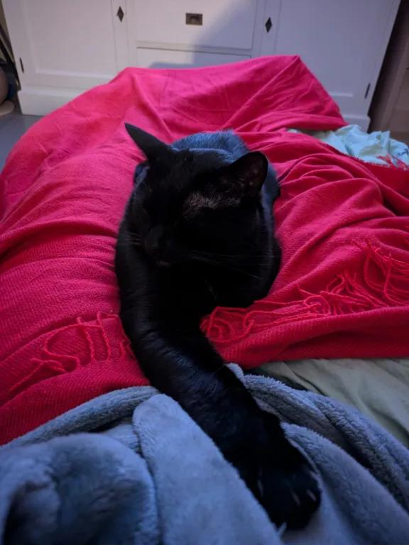 kat
