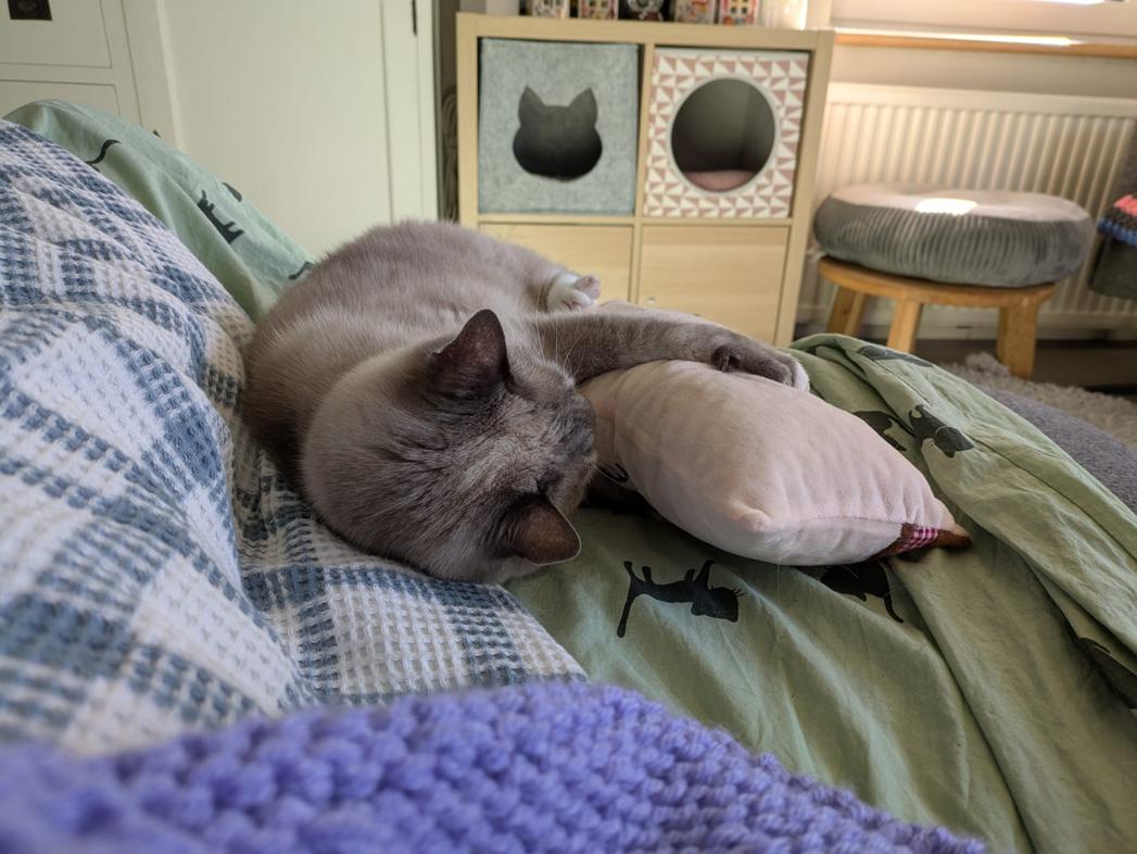 kat