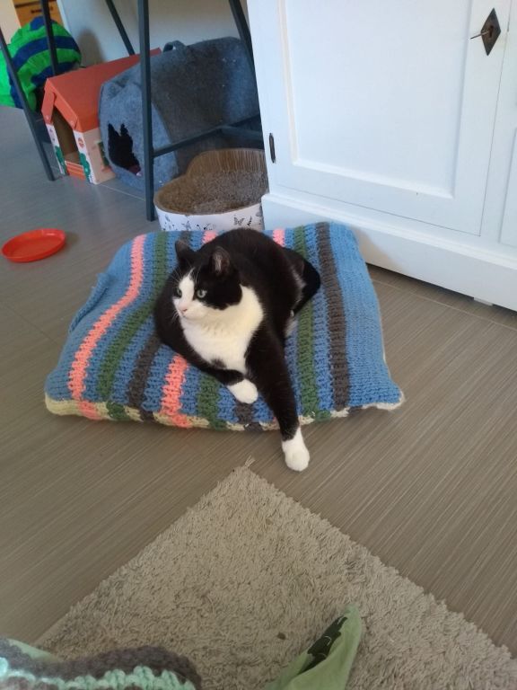 kat