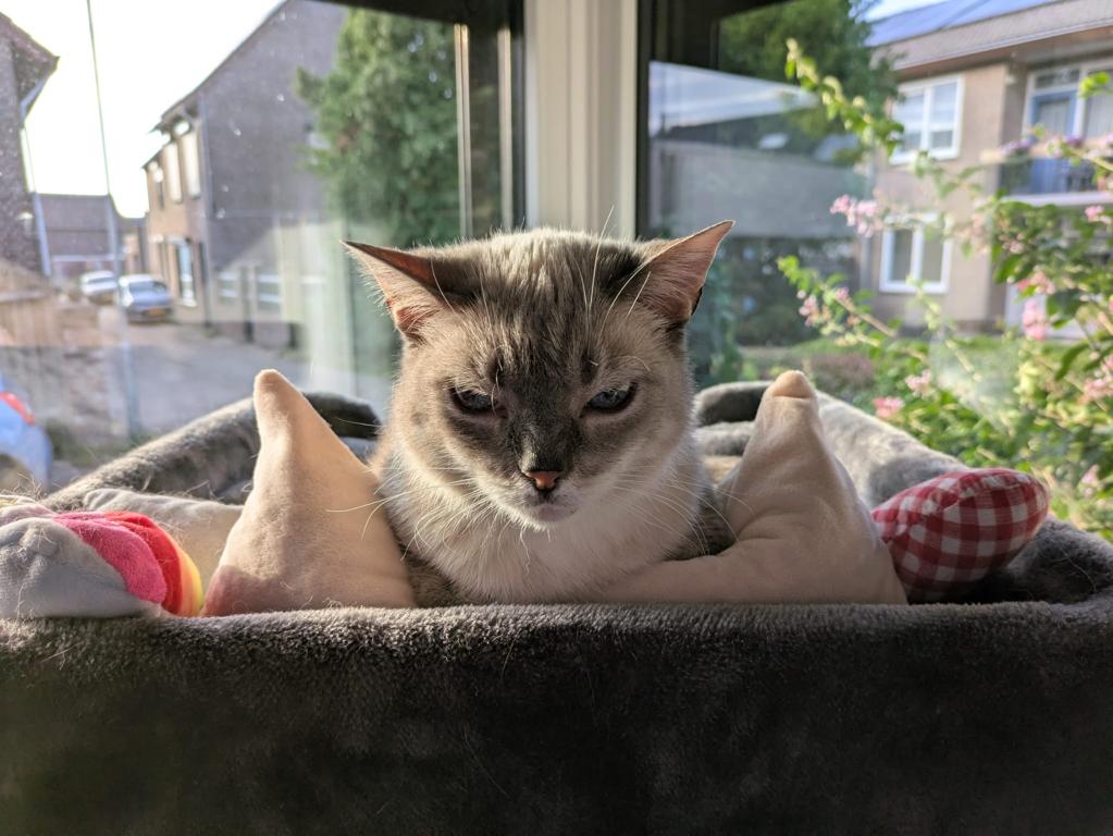 kat