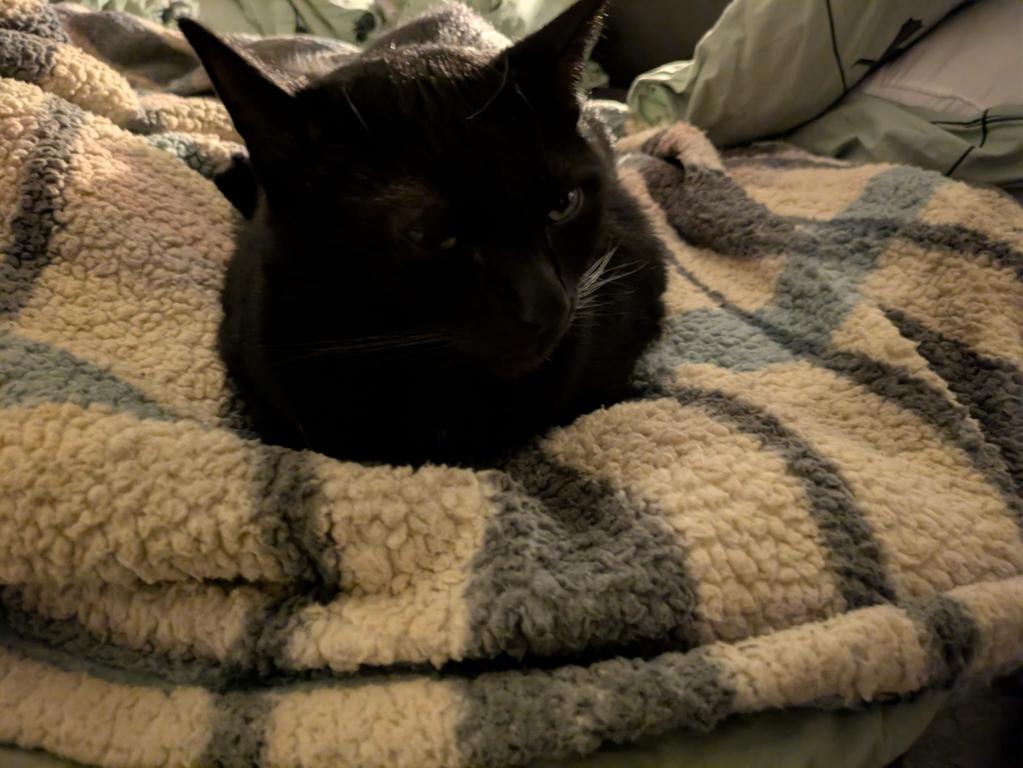 kat
