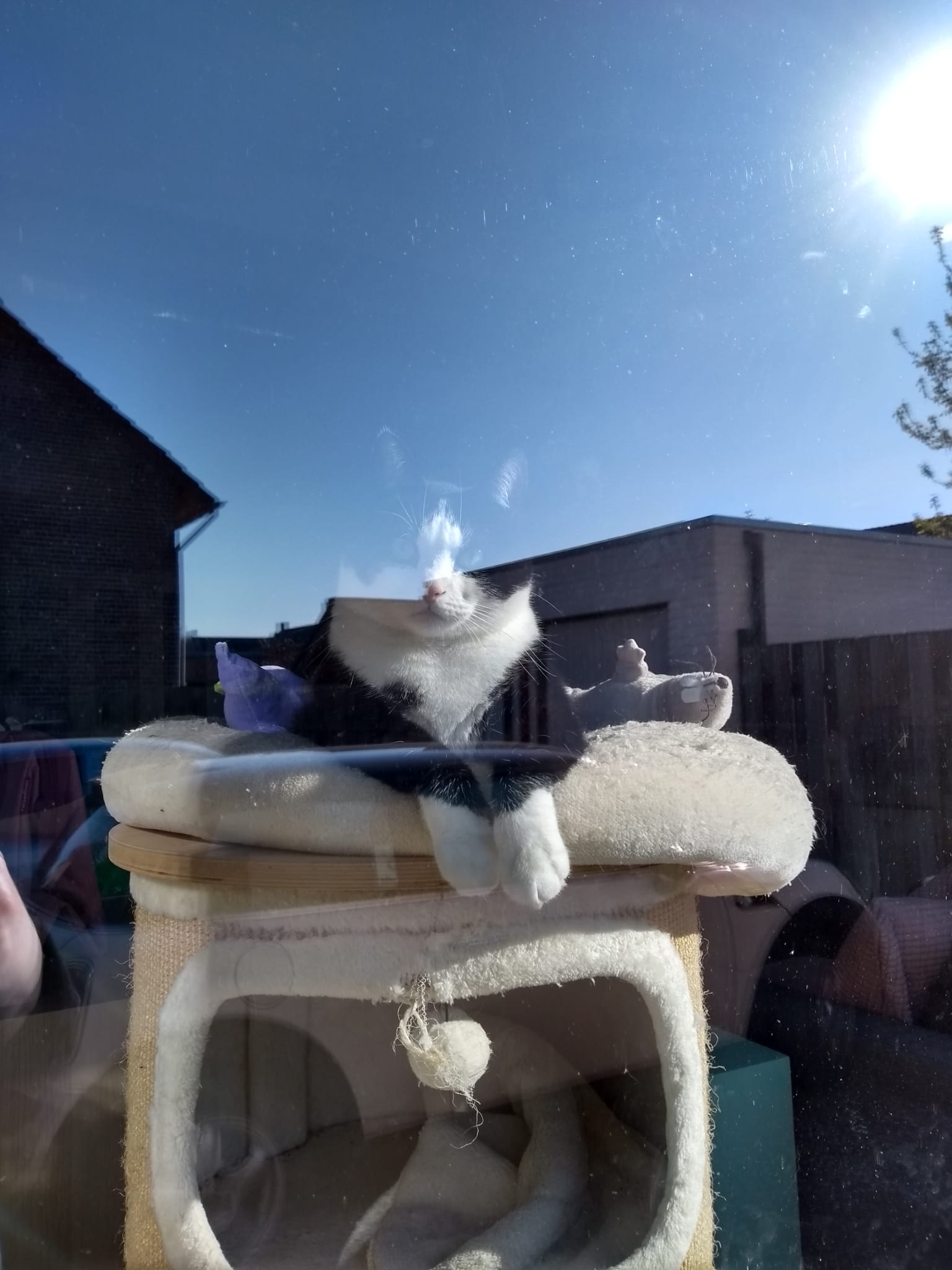 kat