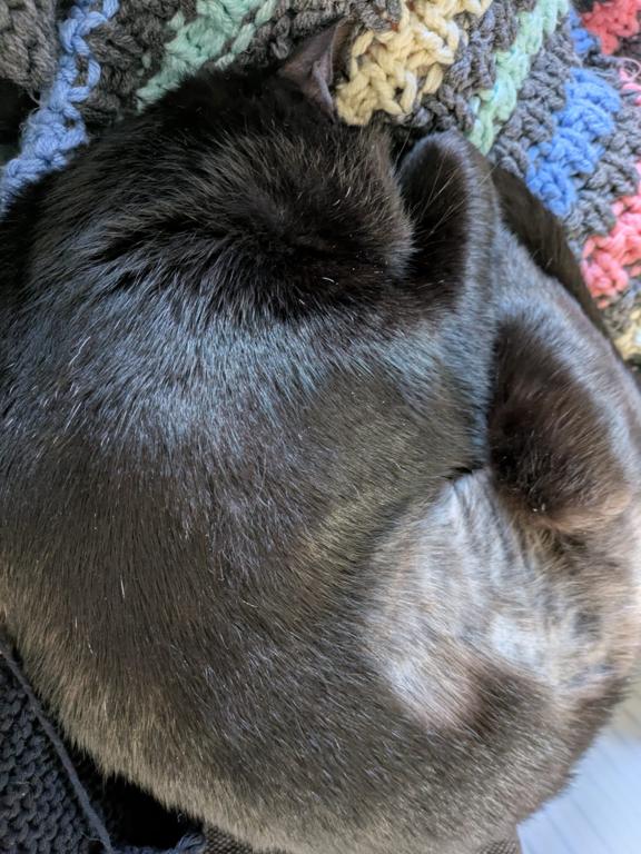kat