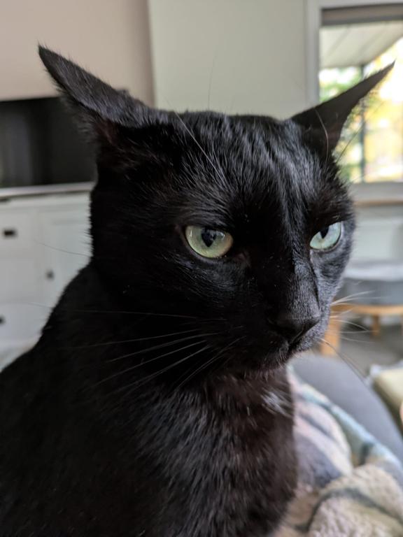 kat
