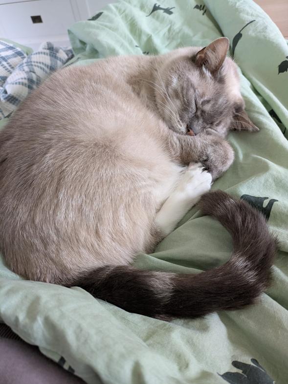 kat