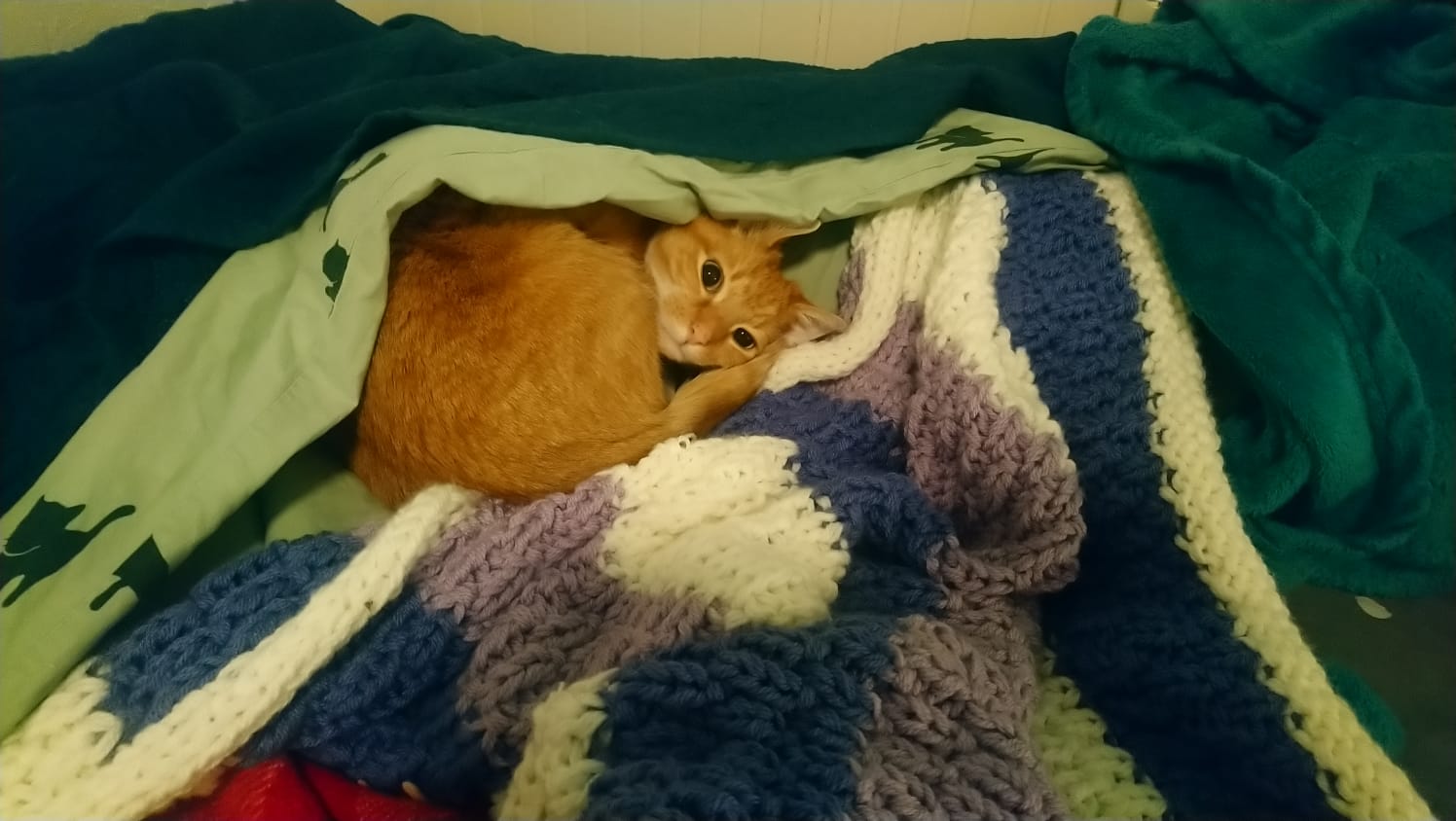 kat