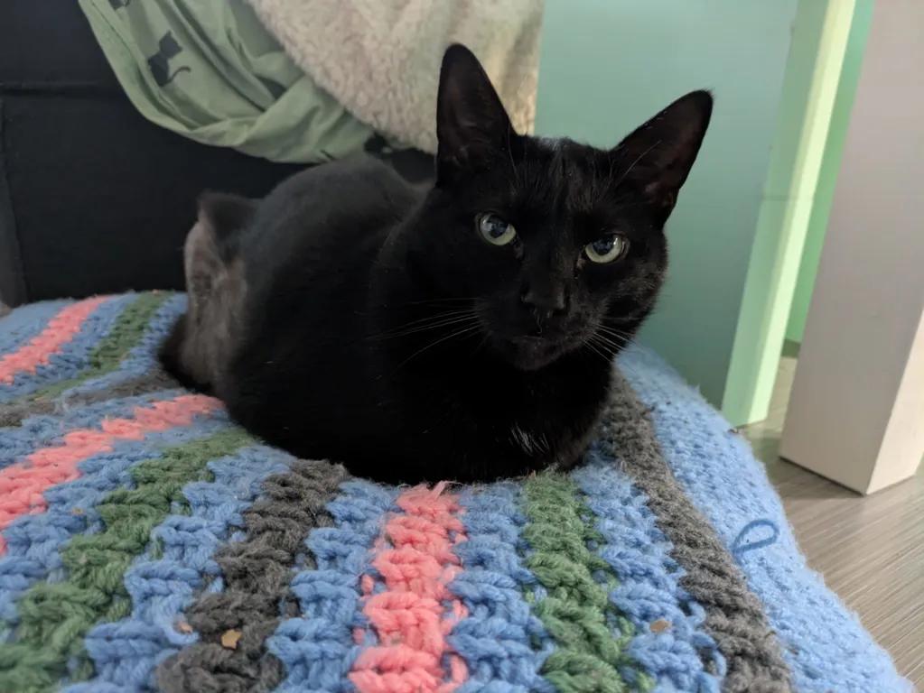 kat