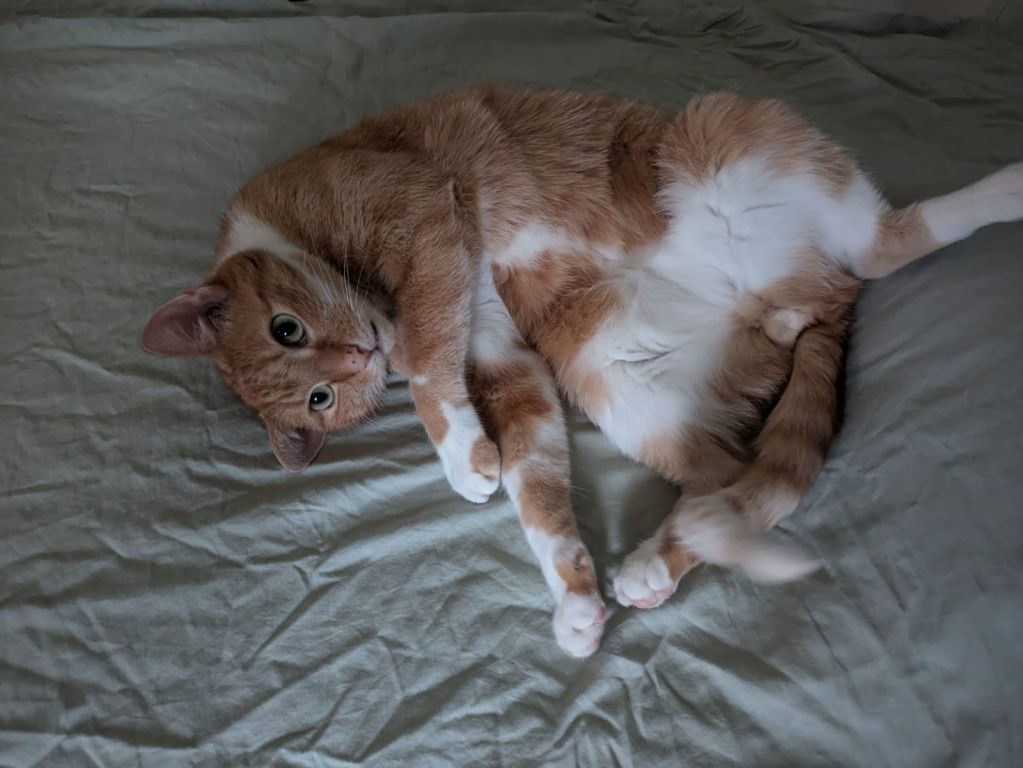 kat
