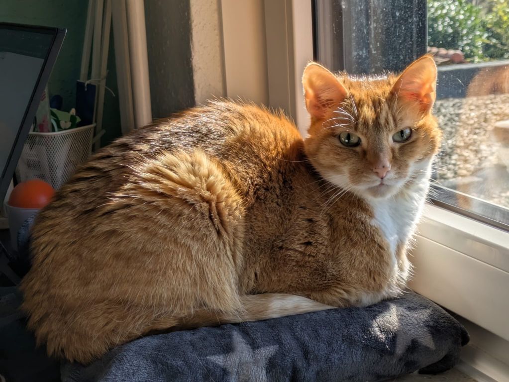 kat
